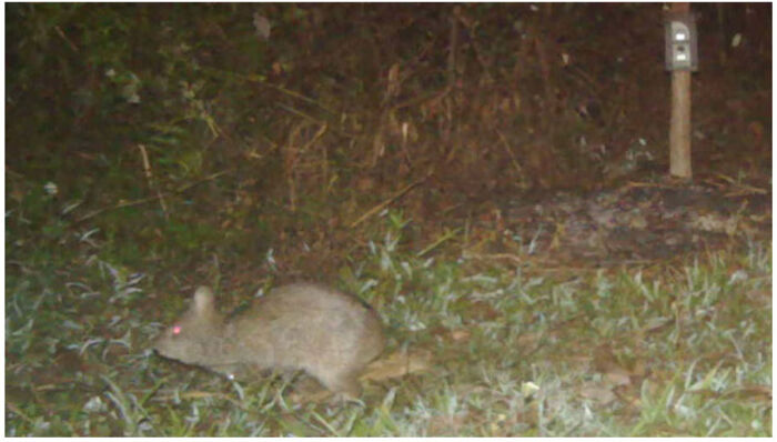 Small nocturnal animal captured in a dark outdoor setting, illustrating interesting facts about animals in nature. Small nocturnal animal captured in a dark outdoor setting, illustrating interesting facts about animals in nature.