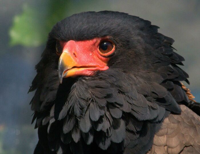 Close-up of a black bird with a bright orange beak and detailed feathers, showcasing awesome facts about animals. Close-up of a black bird with a bright orange beak and detailed feathers, showcasing awesome facts about animals.