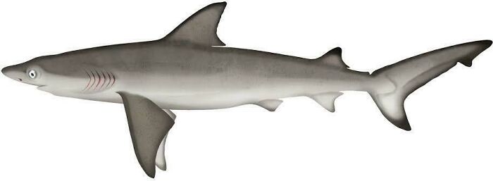 Illustration of a shark swimming, showcasing one of the awesome facts about animals featured in educational content.
