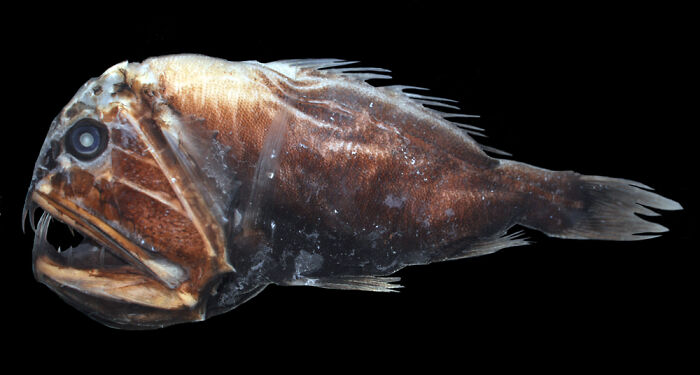 Deep-sea fish with sharp teeth and a large head, illustrating awesome facts about animals in nature photography.