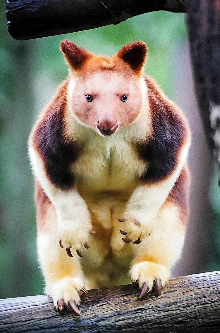 Tree kangaroo with sharp claws perched on a branch, showcasing unique animal features and nature's diversity. Tree kangaroo with sharp claws perched on a branch, showcasing unique animal features and nature’s diversity.
