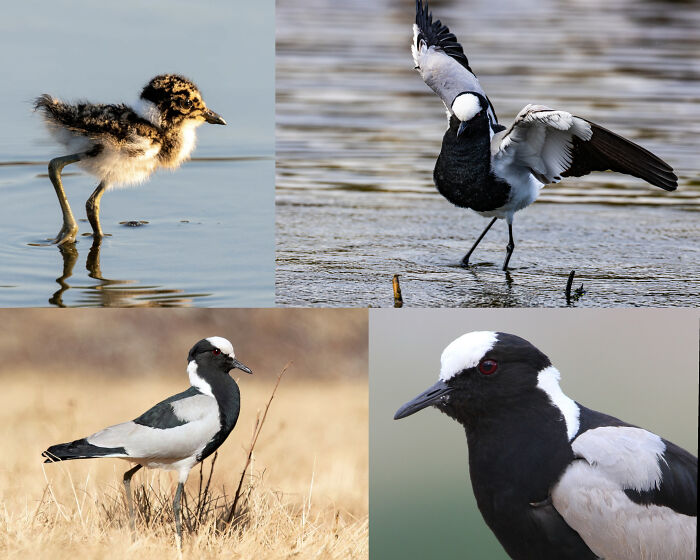 Collage of black and white birds with a chick in natural habitats, showcasing interesting facts about animals and wildlife. Collage of black and white birds with a chick in natural habitats, showcasing interesting facts about animals and wildlife.