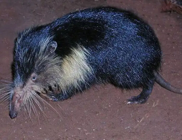 Small mammal with black and yellow fur and long whiskers on dirt, showcasing unique animal facts and diversity.