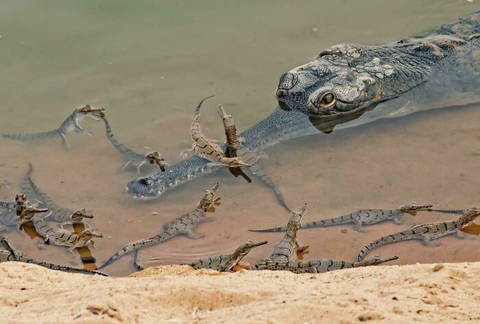 Group of baby crocodiles swimming near a large crocodile in shallow water, showcasing awesome facts about animals. Group of baby crocodiles swimming near a large crocodile in shallow water, showcasing awesome facts about animals.