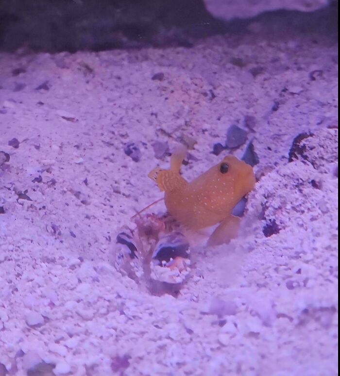 Small orange sea fish peeking out from sandy ocean floor in a colorful underwater scene with animals.
