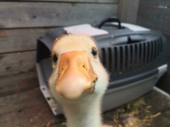 Close-up of a duck taking a playful animal selfie with a pet carrier in the background showcasing animals who can take better selfies.