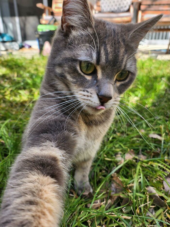 Cat taking a close-up selfie outdoors with grass and garden furniture in the background, showcasing animals who can take better selfies.