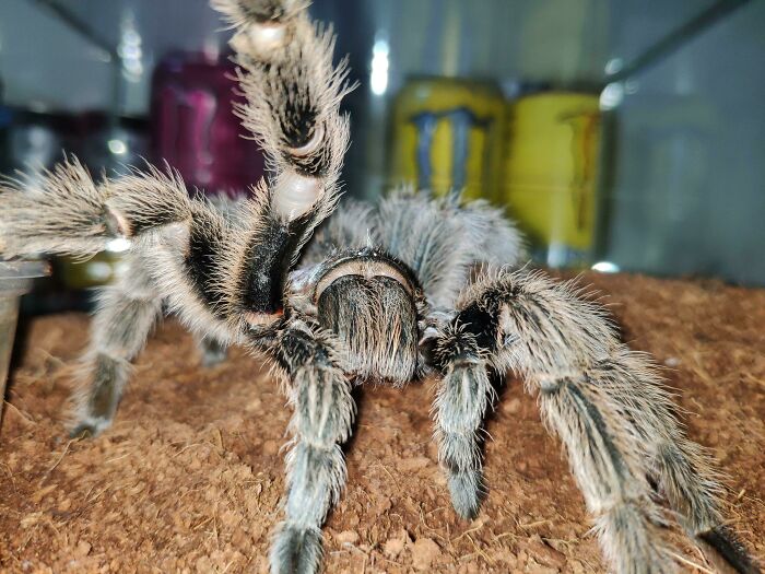 Close-up of a hairy tarantula spider posing with one leg raised, showcasing unique animal selfie skills.