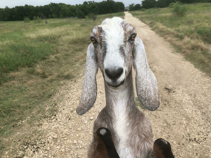 Goat taking a selfie on a rural dirt road with greenery on both sides, showcasing animals who can take better selfies.