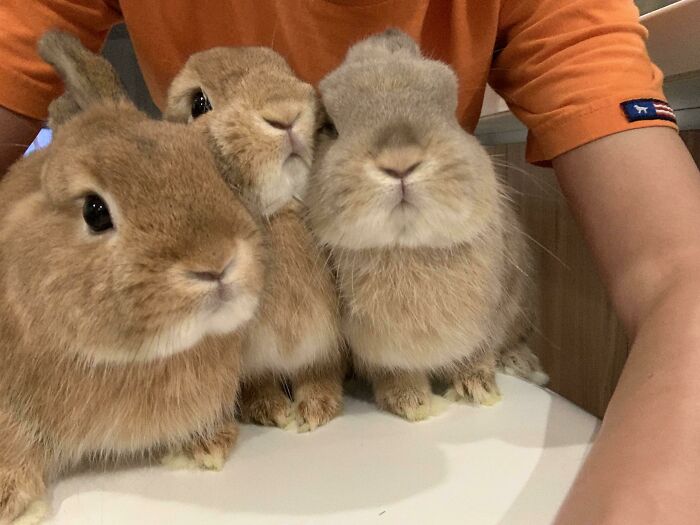 Three fluffy brown rabbits posing together for a close-up animal selfie with a person in an orange shirt nearby.