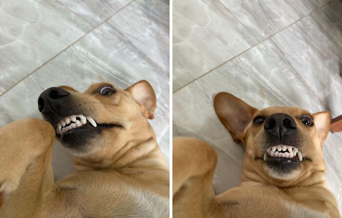 Funny dog showing teeth while lying down on tiled floor, demonstrating animals who can take better selfies.