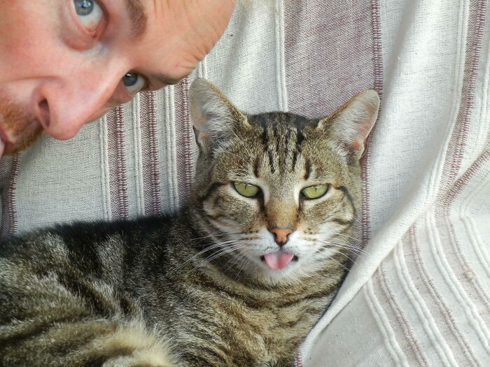 Man peeking beside a cat sticking out its tongue, showcasing one of 105 animals who can take a better selfie than you.