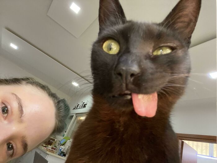 Close-up selfie of a black cat sticking out its tongue next to a person, showcasing animals who take better selfies.