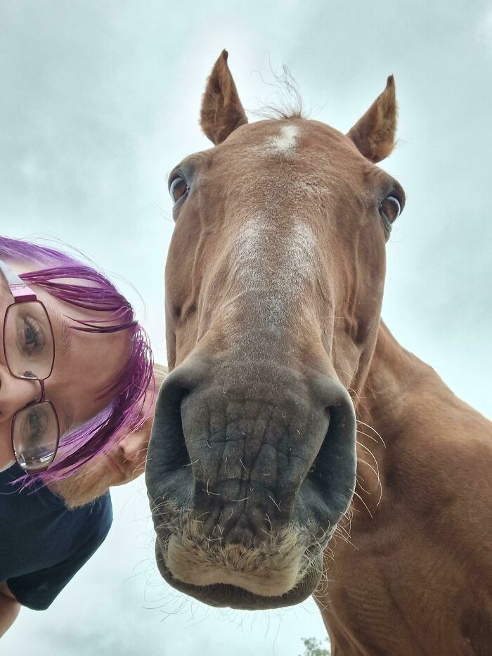 Close-up selfie of a horse and person with purple hair, showcasing animals who can take better selfies.