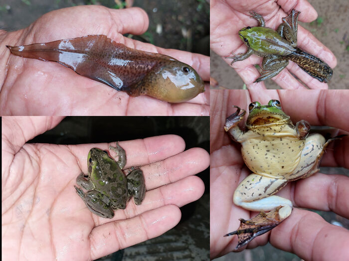 Various stages of a frog shown in hands, illustrating fascinating animal facts from nature and wildlife discoveries.