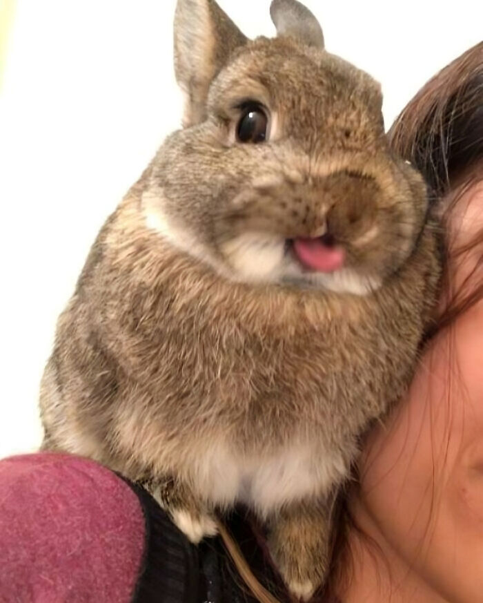 Close-up of a brown rabbit sticking out its tongue, perched on a person's shoulder, showing animals who can take better selfies.