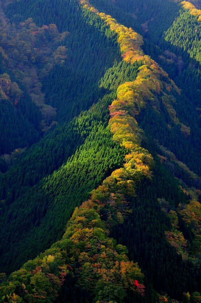 Aerial view of a colorful tree-lined ridge cutting through dense green forest showing our world from a different perspective.