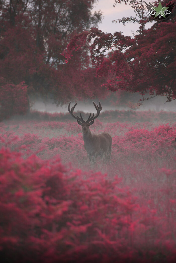 Deer standing in a misty field surrounded by vibrant pink foliage, showing our world from a different perspective.