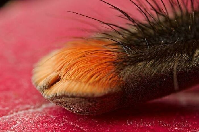 Close-up macro image of a spider leg showing fine hairs and texture, capturing our world from a different perspective.