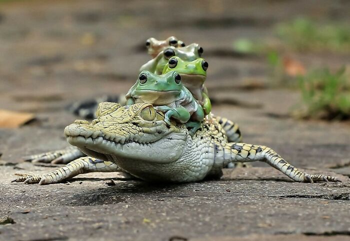 Several frogs sitting on the back of a crocodile, showing our world from a completely different perspective.