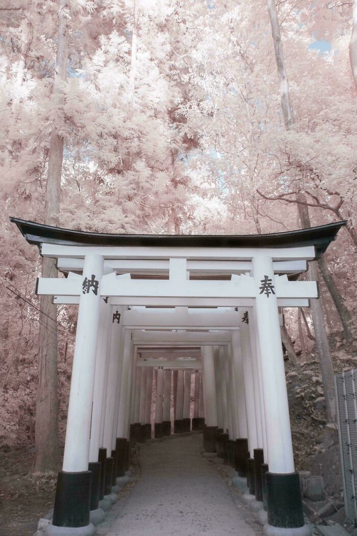 Pathway through traditional Japanese torii gates surrounded by ethereal trees showing a world from a different perspective