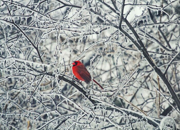 Red cardinal perched on icy branches, showcasing an amazing pic that reveals our world from a different perspective.