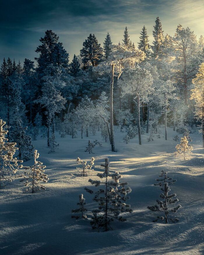 Snow-covered trees in a forest with sunlight casting long shadows, showing our world from a different perspective.