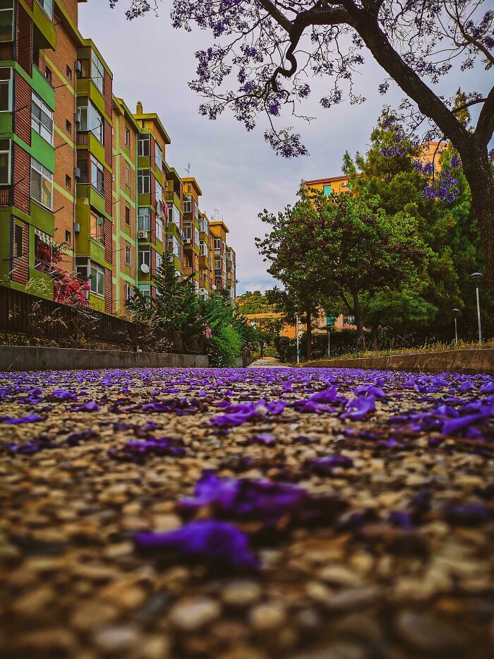 Close-up low angle view of a city pathway scattered with purple flowers showing our world from a different perspective.