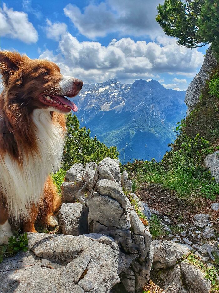 Brown and white dog sitting on rocky mountain trail with green foliage, overlooking distant blue mountain peaks under a cloudy sky.