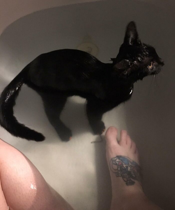 Black cat sitting in bathtub with person’s tattooed foot, showing a pet affecting personal space.