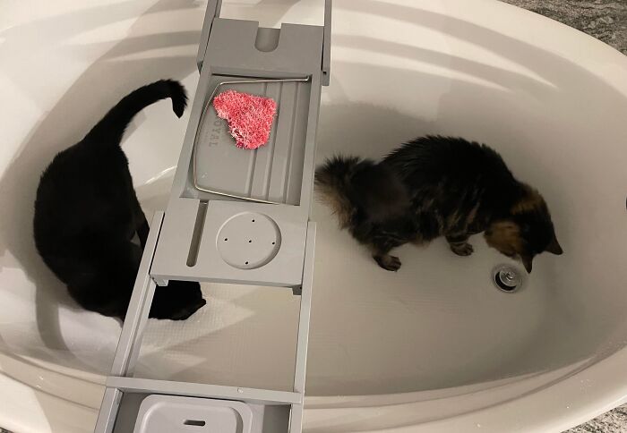 Two cats sitting apart inside a bathtub, showing how pets take over personal space at home.