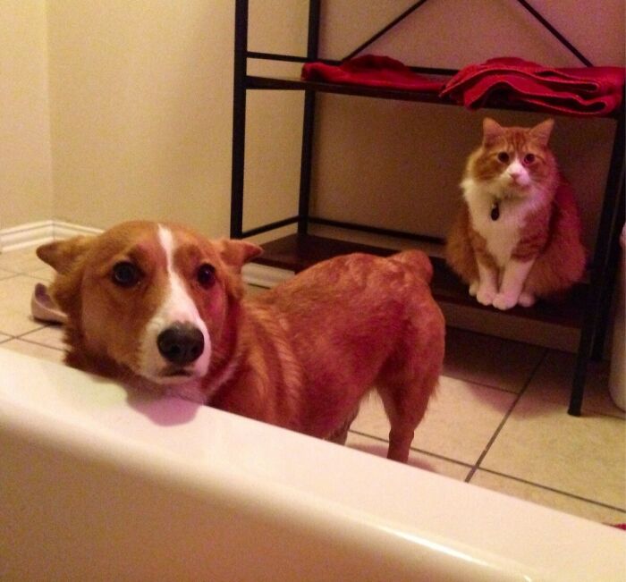 A corgi dog resting its head on a bathtub edge while an orange and white cat watches nearby, showing pet personal space.