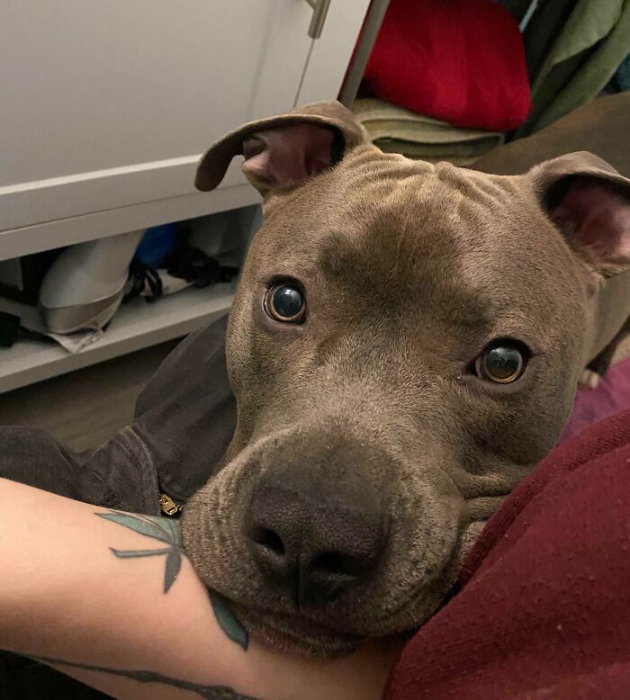 Close-up of a pit bull resting its head on a person's arm, showing a pet taking over personal space indoors.