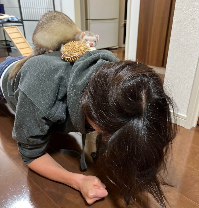 Person lying on the floor with a pet ferret and toy on their back showing loss of personal space with pets.