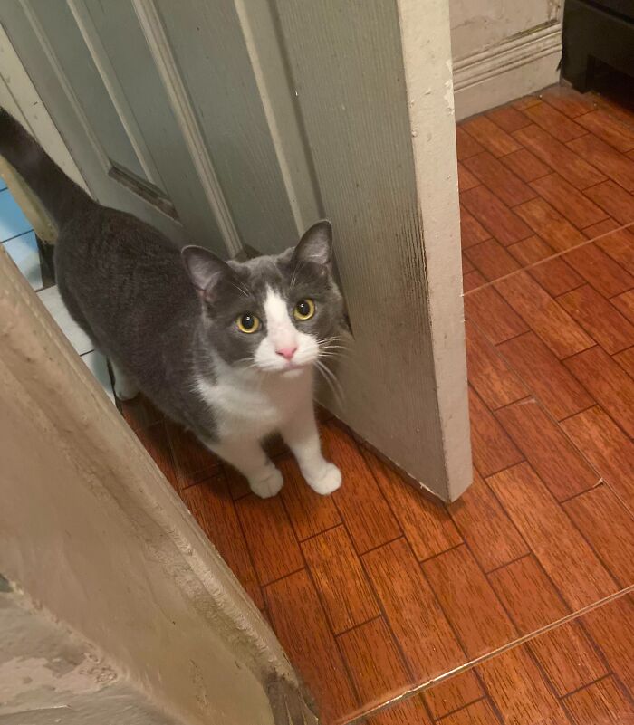 Gray and white cat standing in a narrow doorway, showing how pets can affect personal space at home.