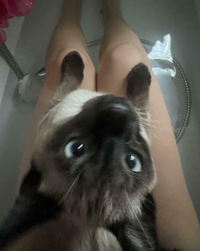 A pet closely snuggled on a person's legs, showcasing how pets make people say goodbye to personal space.