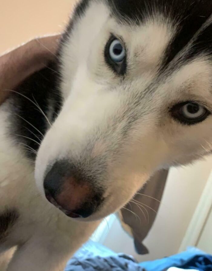 Close-up of a Siberian Husky dog with blue eyes, showing how pets can take over personal space at home.