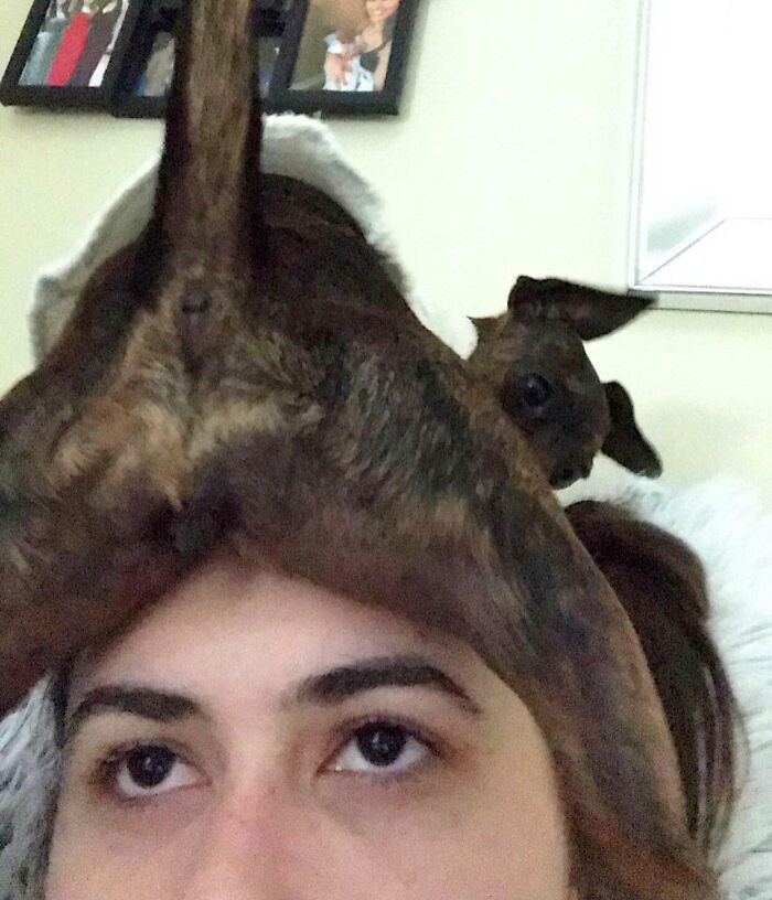 Small dog lying on a person's face, showing how pets can make owners say goodbye to personal space.