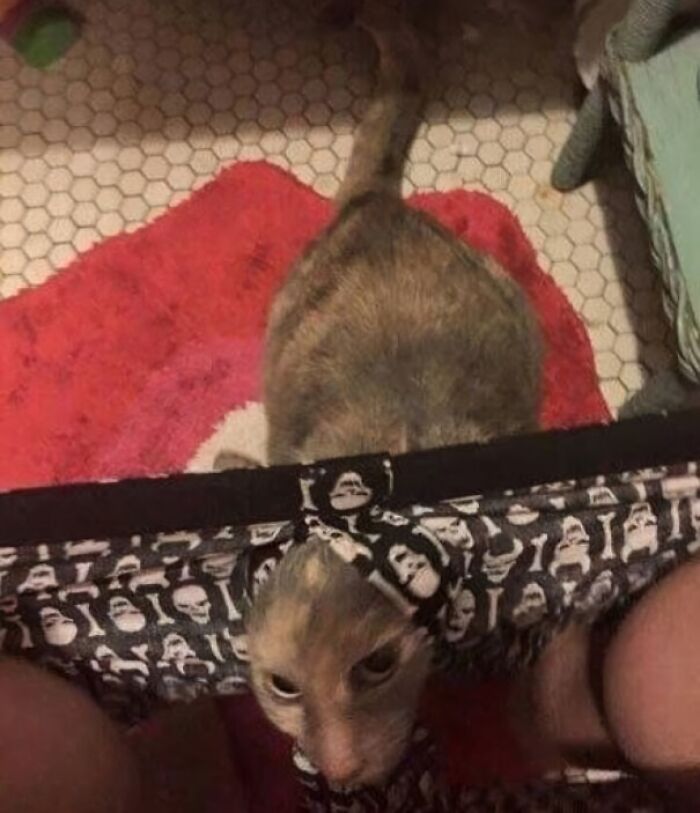 Cat playfully inside underwear, showing how pets invade personal space in funny pet moments.