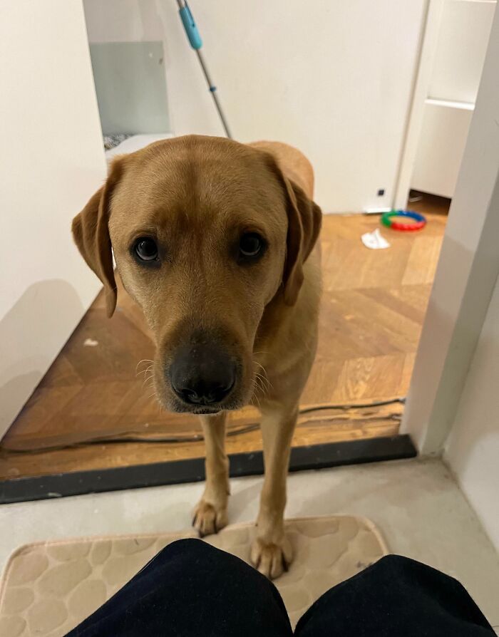 Close-up of a dog standing close to a person, illustrating pet ownership and loss of personal space moments.