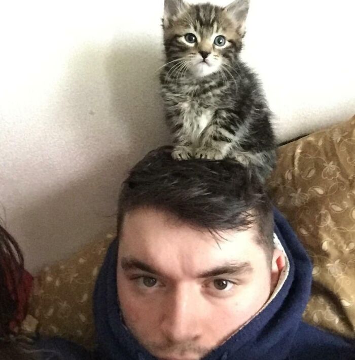 Kitten sitting on man's head showing how pets can take away personal space in funny new pics.