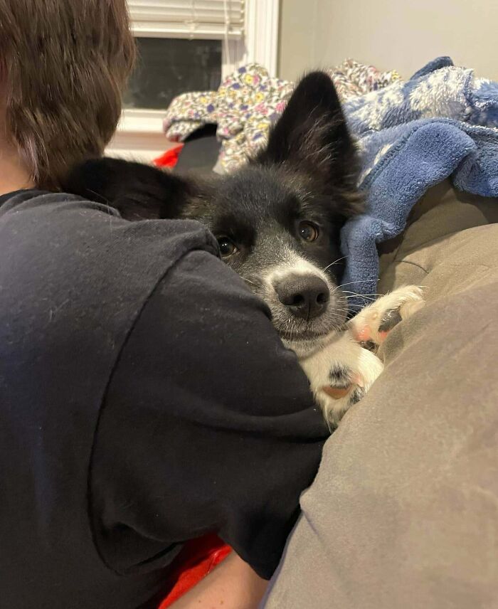 Black and white dog cuddling closely with person on couch showing pet and personal space loss moments.