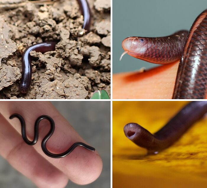 Various close-up images of worm-like animals showcasing unique features from a collection of awesome animal facts. Various close-up images of worm-like animals showcasing unique features from a collection of awesome animal facts.