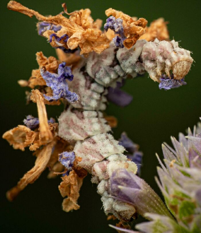 Close-up of an insect camouflaged with dried flowers and petals showing unique animal facts and natural disguise. Close-up of an insect camouflaged with dried flowers and petals showing unique animal facts and natural disguise.