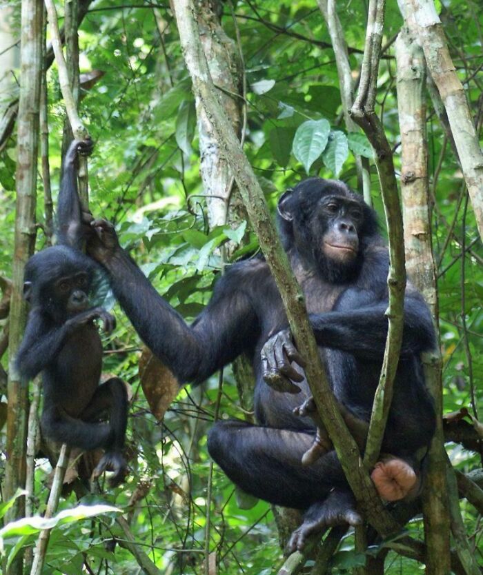 Two chimpanzees in a dense forest habitat, illustrating interesting facts about animals in the wild and their behavior. Two chimpanzees in a dense forest habitat, illustrating interesting facts about animals in the wild and their behavior.