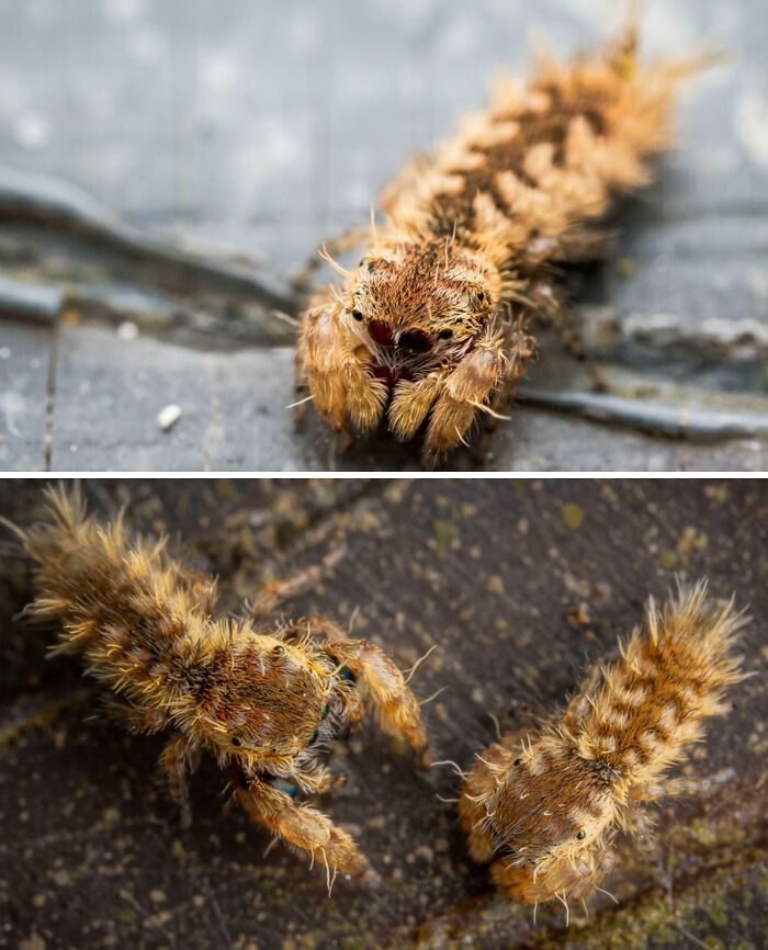 Close-up of hairy animal larvae showing detailed textures and unique features in nature facts about animals.