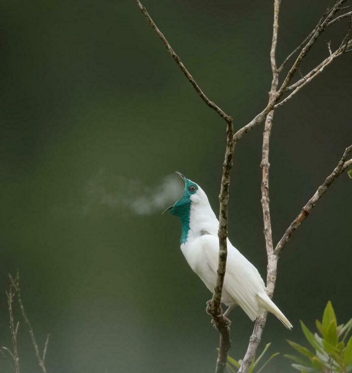 White and teal bird perched on a branch exhaling visible breath in cool air, showcasing unique animal behavior facts. White and teal bird perched on a branch exhaling visible breath in cool air, showcasing unique animal behavior facts.