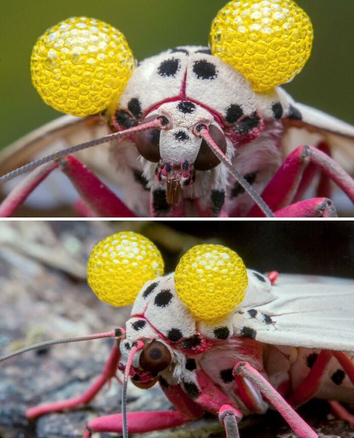 Close-up images of an insect with unique yellow spherical eyes showcasing awesome facts about animals.