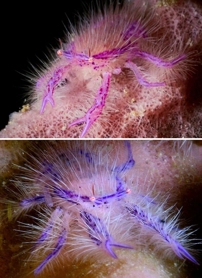 Close-up images of a rare hairy purple crab showcasing unique animal features for awesome animal facts collection. Close-up images of a rare hairy purple crab showcasing unique animal features for awesome animal facts collection.