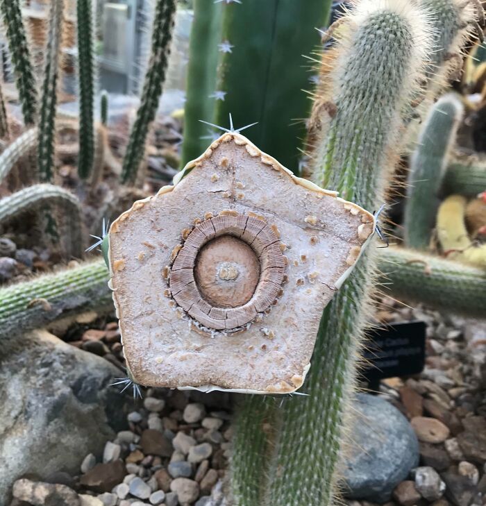 Cross-section of a cactus stem revealing the detailed inner structure you might not have known from these objects.